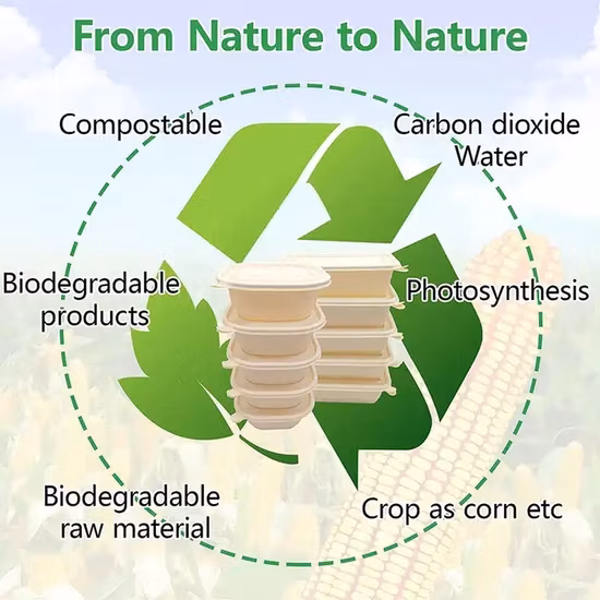 Einweg-Lebensmittelbehälter, Großhandel, Maisstärke, Surgarcane, Bagasse, Aufbewahrung, biologisch abbaubar, Bento-Mitnahme-Schnell-Lunchbox mit Deckel